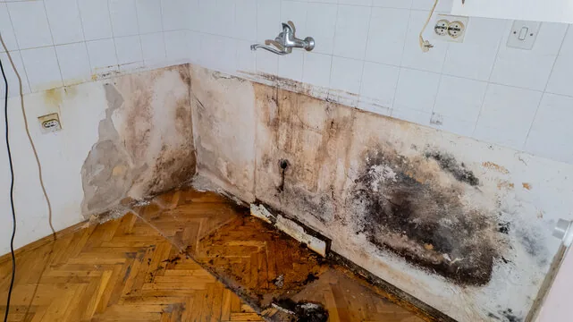 Black mold growing on a water-damaged wall and floor in a Florida home